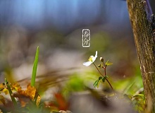 《春分》春分了，天氣漸漸暖起來。草木萬物都生發(fā)了，空氣里里濕漉漉甜絲絲的，有一股子好聞的泥土腥味兒。[詳細]