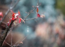 《小寒》正是小寒天氣，三九了。一九二九不出手，三九四九冰上走。今年一場雪還沒下，大地卻都上凍了。[詳細]