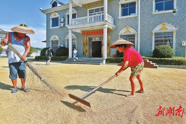 9月20日，漫水村村民在操坪曬稻谷。