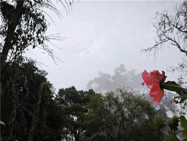 “云?！睘檫h(yuǎn)處的植物平添幾分朦朧美