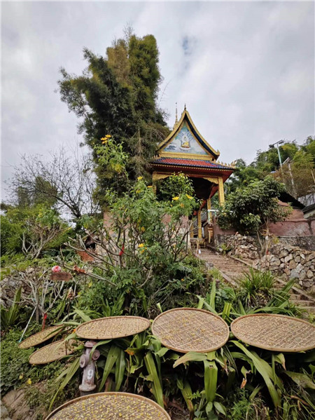 晾曬茶花。寨子里的生活隨處可見(jiàn)與茶有關(guān)的小景