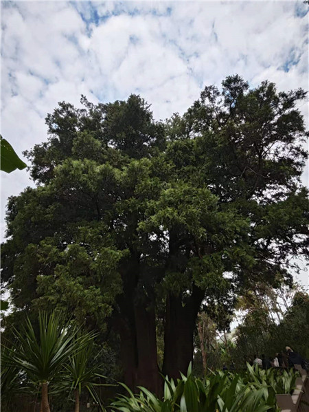 來(lái)到翁基古寨，不能不注意到一座寺廟和一棵古樹(shù)。寺廟是帕哎冷寺，古樹(shù)則是一棵古柏樹(shù)。翁基古柏經(jīng)研究鑒定，樹(shù)齡在2500年以上，樹(shù)根徑圍11米，胸徑3.5米，樹(shù)高20余米。相傳翁基后山上有妖龍為惡村里，為解除村民苦難，一佛爺來(lái)到村頭打坐誦經(jīng)，點(diǎn)化惡龍。日久天長(zhǎng)，惡龍終受感化而變身成為柏樹(shù)。它與古寺相伴相生，綠蔭蔽天，村民稱此景觀為“古柏聽(tīng)經(jīng)”。