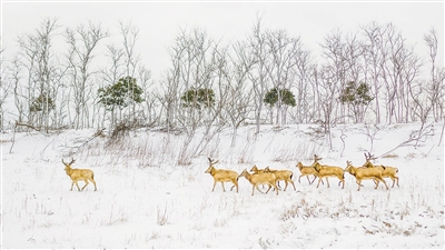 　圖為“我的家園”攝影聯(lián)展參展作品《濕地家園》，攝于江蘇鹽城。 　　葛乃航攝