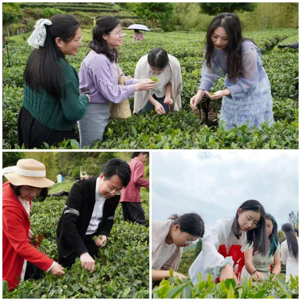 在五指峰鄉(xiāng)江西省猶江紅韻生態(tài)茶園基地體驗采茶