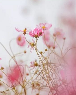 王久辛：村中花事